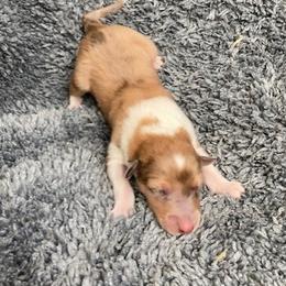 Vera - Sable merle and white female Collie puppy in Yulee, Florida from Three Collie Farm