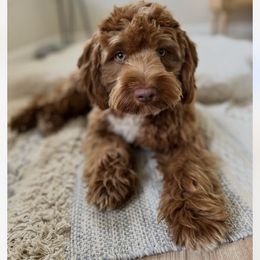 Gatsby - Goldendoodle