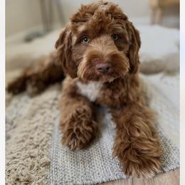 Gatsby - Goldendoodle