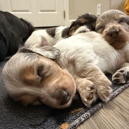 Dachshund Puppies from Collier Dachshunds