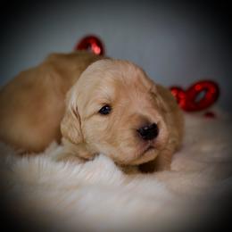 Female Last Pick - Golden female Golden Retriever puppy in Mc Arthur, California from California Golden Love