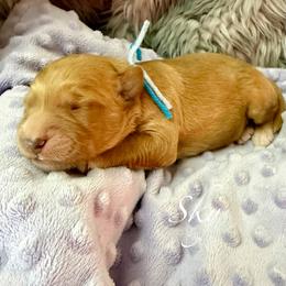 Sky - Red  male Goldendoodle puppy in Boise, Idaho from Goldendoodle Baby