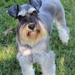 Honey - Miniature Schnauzer