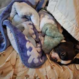 Boston Terrier puppies from Pixie Pups