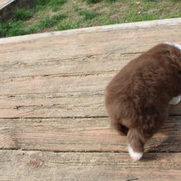 Australian Shepherd Puppies from Starlit Grove Australian Shepherds