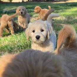 Chrissy - Cream female Goldendoodle puppy in Georgetown, Tennessee from Georgetown Designer & Purebred Puppies