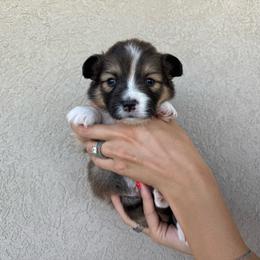 Bubba - Sable male Pembroke Welsh Corgi puppy in Benjamin, Utah from Nuna’s  Corgis