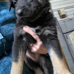 German Shepherd Puppies from GS Fancy