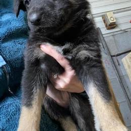 German Shepherd Puppies from GS Fancy