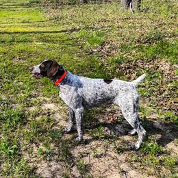Scarlett - German Shorthaired Pointer