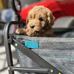 Girl 1 - Labradoodle puppy in Visalia, California from Junebug’s Labradoodles