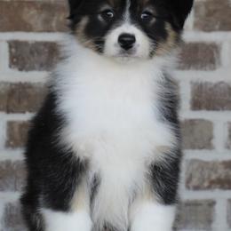 Black tri female 1 - Black tri-color female Australian Shepherd puppy in Riverton, Utah from Prestige Aussies
