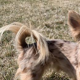 Bracco Italianos and Chihuahuas from Snow Peak Kennel
