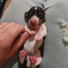 Rollo - Piebald male Dachshund puppy in Cedarcreek, Missouri from Cedarcreek Dachshunds