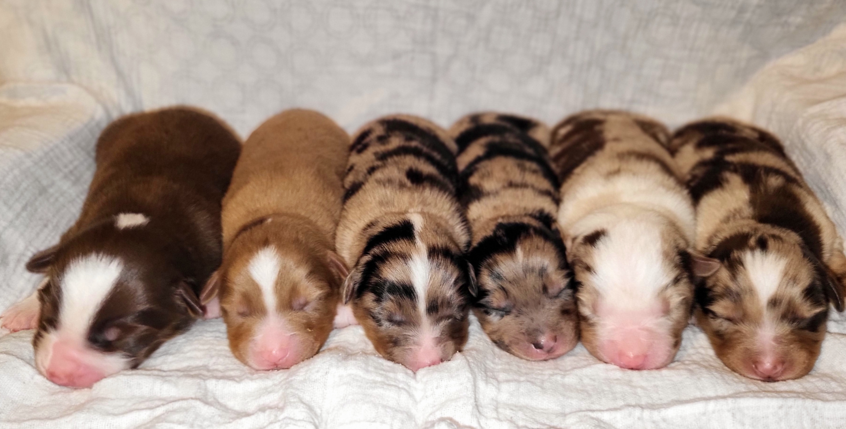 Australian Shepherd Puppies from J&J Kennel