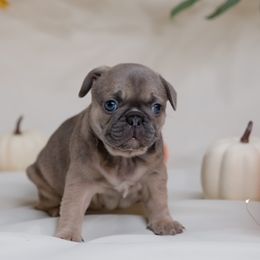French Bulldog Puppies from Wilson Frenchies