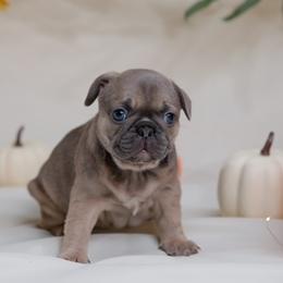 French Bulldog Puppies from Wilson Frenchies