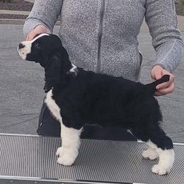 English Springer Spaniel Puppies from Karen Fischer