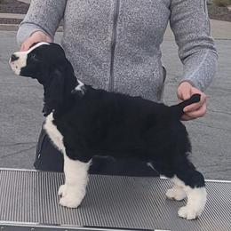 English Springer Spaniel Puppies from Karen Fischer