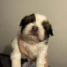 Mr  Blue - Red and white male Shih Tzu puppy in Spring, Texas from Precious Tzu Crew