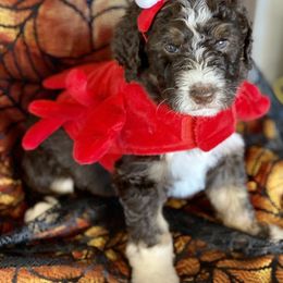 Aussiedoodle Puppies from Gore Doodle Ranch