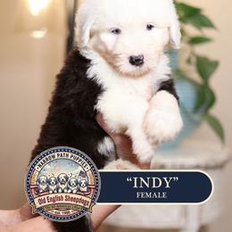 Indy - Gray and white female Old English Sheepdog puppy in Cleveland, Tennessee from Narrow Path Old English & Sheepadoodles