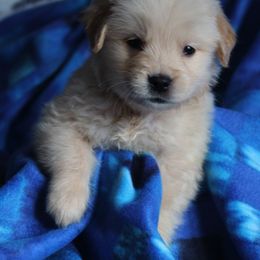 Golden Retriever Puppies from Cynthia's Golden Retrievers