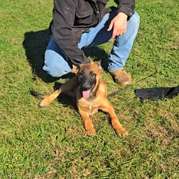 Bear - Fawn male Belgian Malinois puppy in Lincoln, Nebraska from Nebraska K9