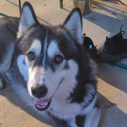 Alaskan Huskies and Companion Crosses from T&L Kennels