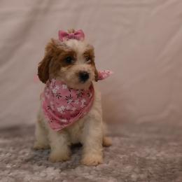 Blossom - Parti female Goldendoodle puppy in Apopka, Florida from Rae Precious Puppies
