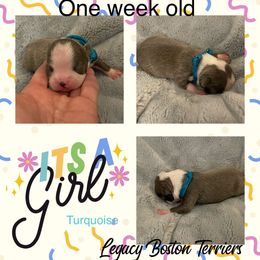 Boston Terrier Puppies from Legacy Boston Terriers