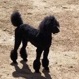 VooDoo - Poodle
