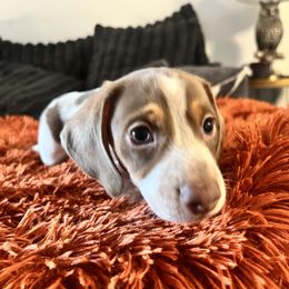 Dachshund Puppies from Boise Best Mini Dachshunds