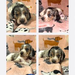 Spot - Cream male Dachshund puppy in Saint Paul, Minnesota from Vibrant Eyes Doxies