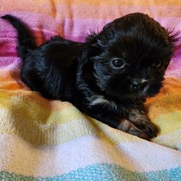 Brett - Black white and silver male Shih Tzu puppy in Easley, South Carolina from Full of Shih Tzus