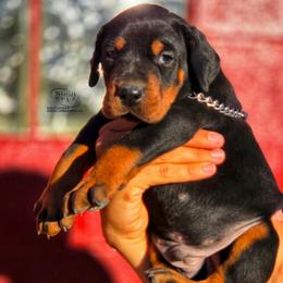 Onyx - Black and rust male Doberman Pinscher puppy in China Township, Michigan from Snell's Superior Kennel Dobermann & GSP