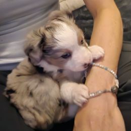 Miniature Australian Shepherd Puppies from Carter's Cuties