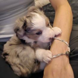 Miniature Australian Shepherd Puppies from Carter's Cuties