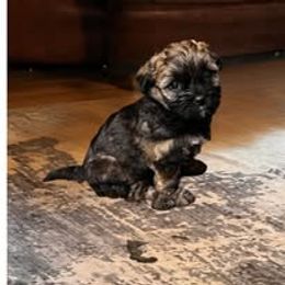 Assorted Doodle Crosses, Aussiedoodle, Australian Shepherd, Long Haired Weimaraner, Shihpoo, and Shih Tzu Puppies from Rockiń N Kennel