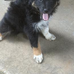 Australian Shepherd Puppies from Kamm's Aussies