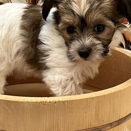 Coton de Tulear Puppies from Dynasty Cotons of Florida