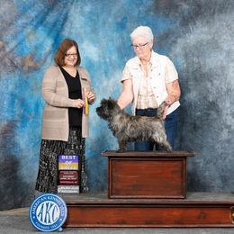 Cletus - Cairn Terrier