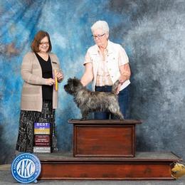 Cletus - Cairn Terrier