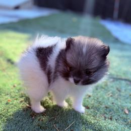 Girl 1 - Orange parti female Pomeranian puppy in Snohomish County, Washington from Heartlove Poms
