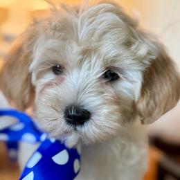 Poppy - Apricot male Maltipoo puppy in Wendell, North Carolina from Teddys Teddy Bears