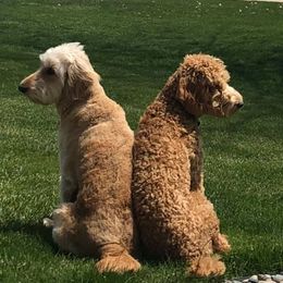Goldendoodles from Crockery Creek Doodles