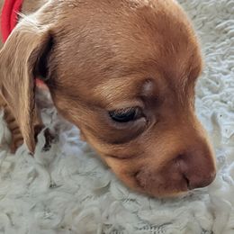Tess - Red female Dachshund puppy in Blanchard, Oklahoma from Dusty Road Doxies