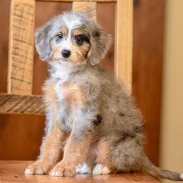 Gypsy (socialization program student) - Blue merle female Bernedoodle puppy in Dundee, Ohio from Down Home Doodle