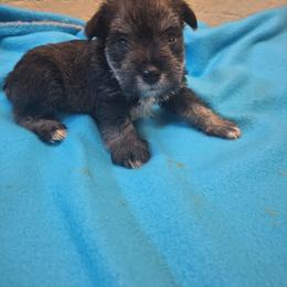Bruno - Salt and pepper male Miniature Schnauzer puppy in Warrenville, South Carolina from All Paws Pet Resort