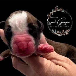 Blue collar - Fawn male Boxer puppy in Cochran, Georgia from Sweet Georgia Boston’s